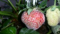 イチゴ栽培にて質問します。 写真のイチゴはうどん粉病でしょうか？
葉っぱには白い粉はついておりません。