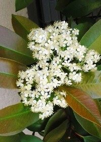 生垣の白い花の名前を教えて下さい ご近所の生垣から白い花の Yahoo 知恵袋