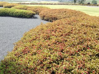 ツツジの葉っぱが茶色っぽく 久留米ツツジなのですが 気づいた Yahoo 知恵袋