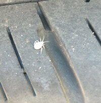 この白い蜘蛛の名前はなんですか シモングモです 害はありませ Yahoo 知恵袋