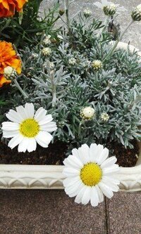 背丈の低い白い花の名前をおしえて下さい 背丈10cmくらい Yahoo 知恵袋