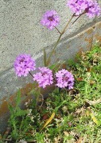 シロツメクサに似て 色がピンクでした 周りには クローバーがたくさん こ Yahoo 知恵袋