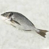 ヘダイってどんな魚ですか 味は美味しい 釣りの対象魚としての価値は Yahoo 知恵袋