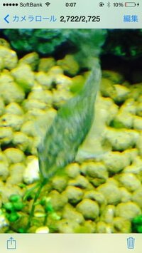 オトシンと水流についてですが オトシンネグロのいる水槽の排水位置を変え Yahoo 知恵袋