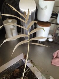 室内で育てる観葉植物を外に出して日光を沢山浴びさせるのは良くないことです Yahoo 知恵袋