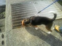 犬を飼っています 散歩に出ると たまに草の上に寝転がり体をこすりつけるような仕 Yahoo 知恵袋