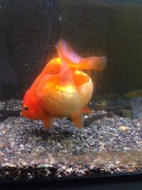 うちの金魚のお腹が凄いことになってるんですけど卵詰まりとか何かの病気なのでしょ Yahoo 知恵袋