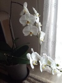 胡蝶蘭の咲いた後 去年の10月に頂いた胡蝶蘭が 茎の途中で切ったら ま Yahoo 知恵袋