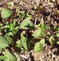 写真の植物は どくだみ でしょうか ハート型で 葉のフチが赤紫色 Yahoo 知恵袋