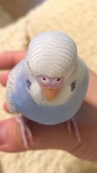 雛 セキセイ インコ [mixi]セキセイインコの雛が孵化しました