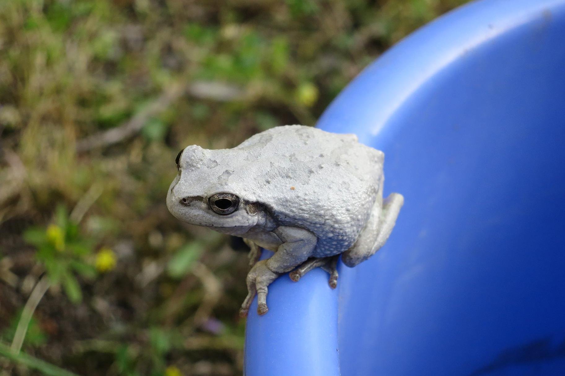 白いカエルを発見しました アマガエルでしょうか 庭の草刈り Yahoo 知恵袋