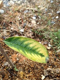 三重カナメかレッドロビンなのですが これは病気でしょうか 苗を植えつ Yahoo 知恵袋