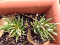 ハオルチアファスキアタの育て方 ハオルチアファスキアタを育てています Yahoo 知恵袋