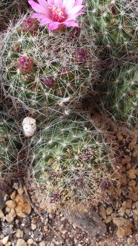 サボテンにこのような虫 写真では下側のかたまりと上の花がついているかたま Yahoo 知恵袋