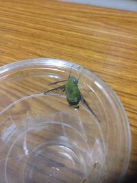 オオスカシバは害虫なんですか 我が家のベランダにある小さなくちな Yahoo 知恵袋