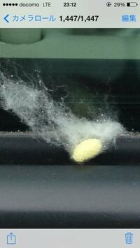 ベランダの壁に 黄土色のふわふわしたものがくっついていました 虫の卵 Yahoo 知恵袋