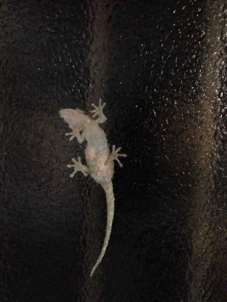 家にヤモリがいたんですがお腹あたりに薄っすら白いものが見えるんで 