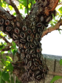 梅の木にびっしりとついていますが 虫ですか お分かりになる方よろしくお願い Yahoo 知恵袋