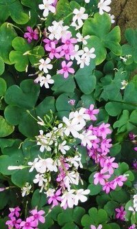 白とピンクの花です 明らかにカタバミだと思いますが これは同じ種類の Yahoo 知恵袋