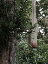 自宅に樹液が出る木がないのですがそこら辺の木にバナナトラップを設置したらカブ Yahoo 知恵袋