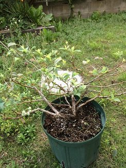 ブルーベリーを育てて2年目です！こんなに大きくなりました！今年は実