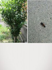 ムクゲについているアブラムシの駆除方法 ガーデニング初心者の Yahoo 知恵袋