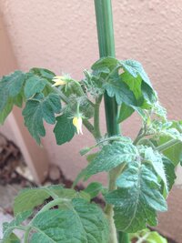 種から植えたミニトマトが5日前くらいに花を咲かせたんですが 今朝 Yahoo 知恵袋