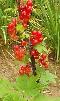 この植物の名前は何ですか 公園に行ったら赤いつぶつぶの実 Yahoo 知恵袋