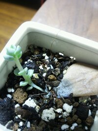 根腐れの見分け方について 花や植木について よく根腐れするとか言いますが Yahoo 知恵袋