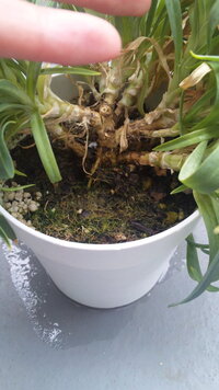 鉢植えのカーネーションをもらったのですが 日に日に枯れていってたくさんあった Yahoo 知恵袋