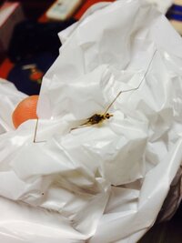 子どもの頃よく目にした脚の長い虫がいました カトンボ と呼ん Yahoo 知恵袋