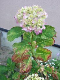 紫陽花の新芽が茶色く変色してしまいます 去年花が咲いた状態の鉢植え Yahoo 知恵袋