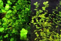ラージパールグラスの一部が茶色っぽくなります ラージパール Yahoo 知恵袋