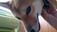 小型犬って目玉が取れやすいって本当ですか 小型犬全部というわけではなく Yahoo 知恵袋