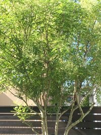 庭に植えてあるタラの木が4m近く成長し剪定に困っています 幹が成人 Yahoo 知恵袋