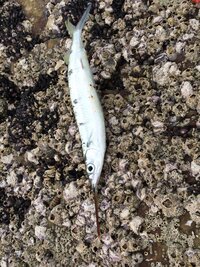 先日サビキで豆アジを釣っていたところ サヨリに似た魚が釣れました Yahoo 知恵袋