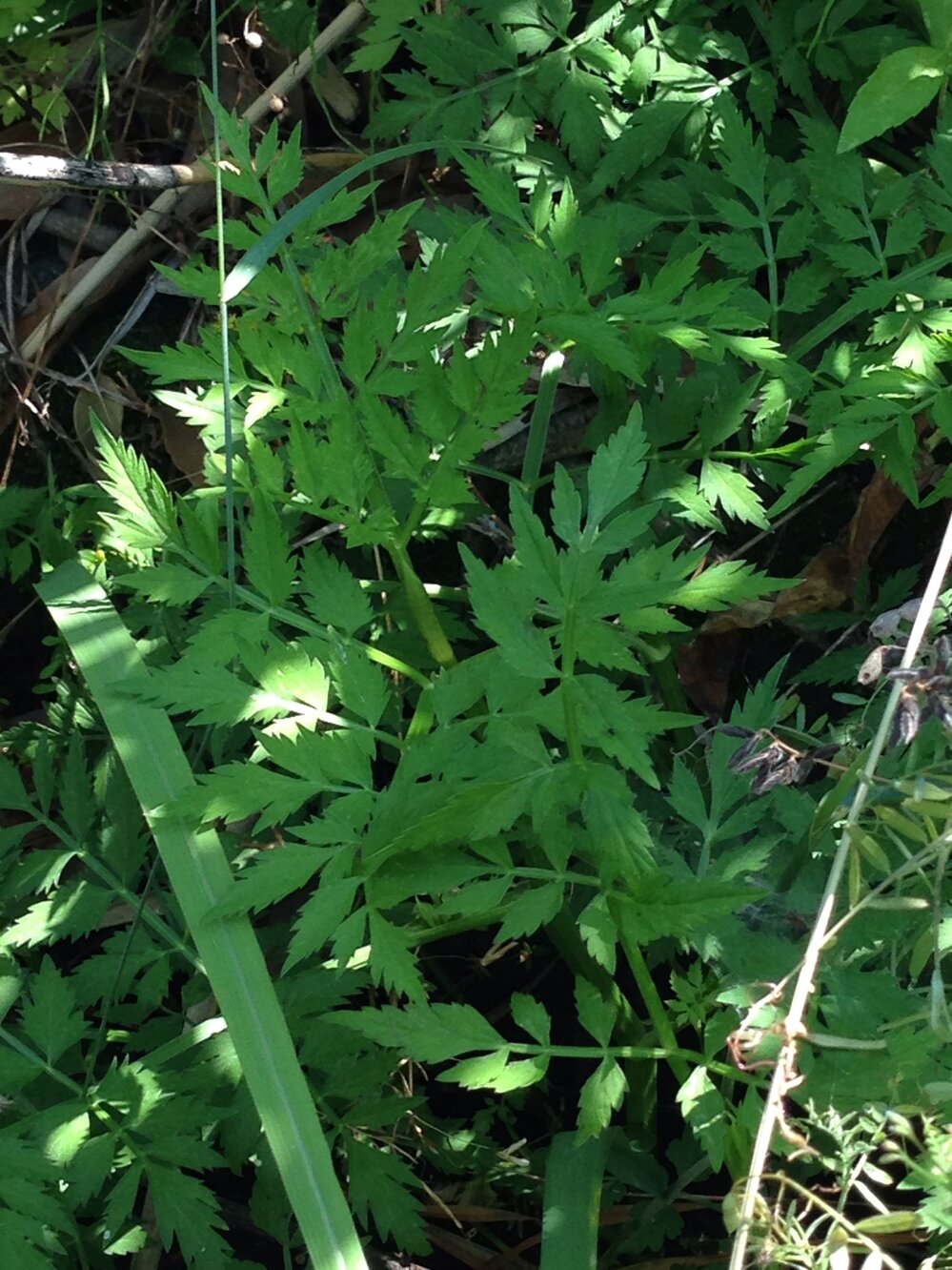 溝に生えていた このセリみたいな葉の草は何って草ですか セリです 成 Yahoo 知恵袋