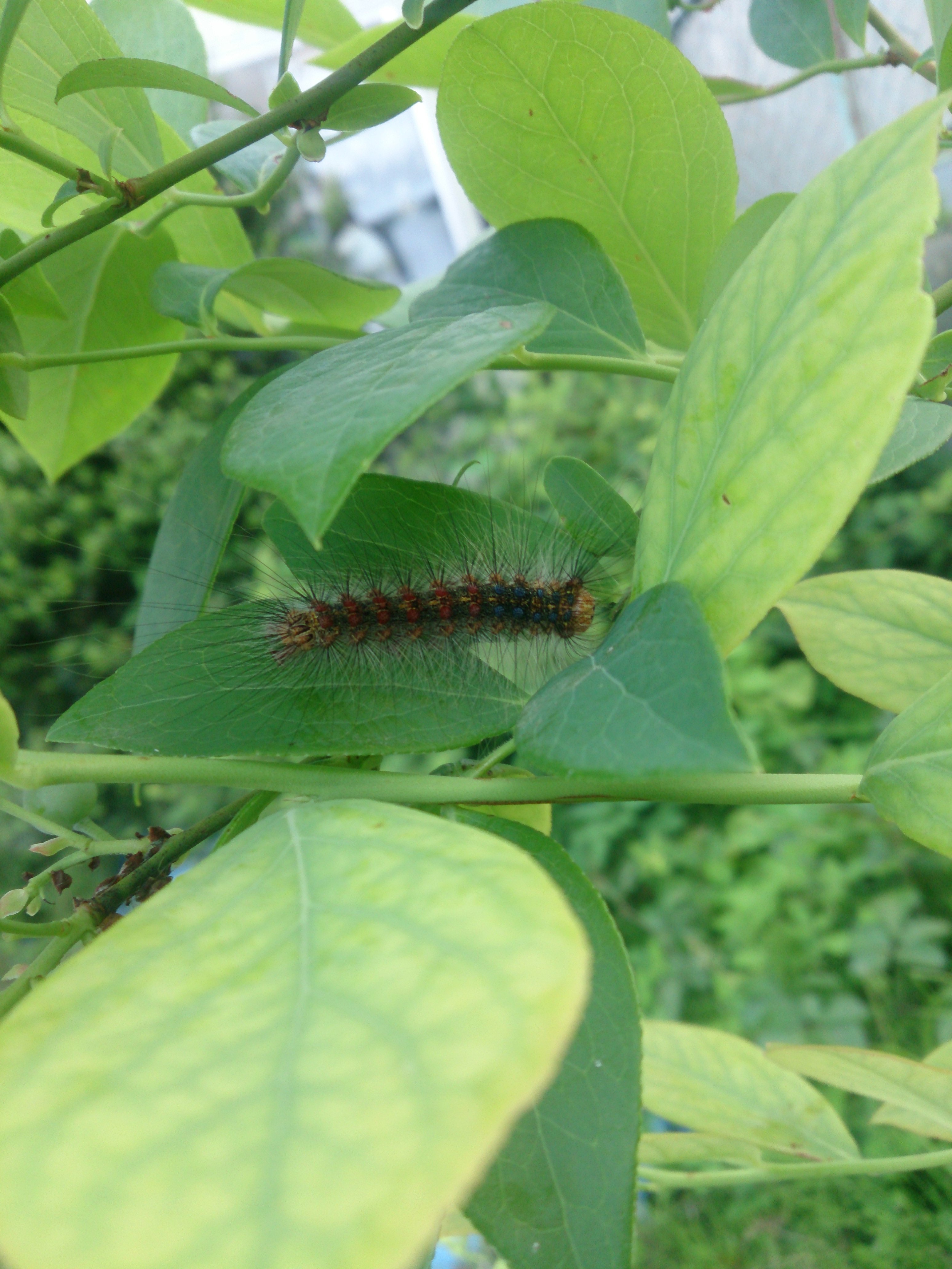 ブルーベリーについていた毛虫です なんと言う名前の虫でしょうか マイ Yahoo 知恵袋