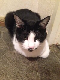 緊急 猫の誤飲 閉塞を起こすとどんな症状が出ますか 飼っている猫がビニー Yahoo 知恵袋