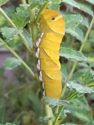 ミカンの木に 黄色いアゲハ蝶の幼虫がいたのですが ちゃんと成虫になるのでし Yahoo 知恵袋