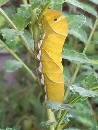 ミカンの木に、黄色いアゲハ蝶の幼虫がいたのですが、ちゃんと成虫になるのでしょうか？ 