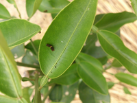 酢橘 すだち の木を10年前に植えたのですが まだ1度も花も咲きません どうし Yahoo 知恵袋