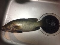 なんて魚 食べれますか 今朝未明 宮古島の防波堤から釣り上げたこ Yahoo 知恵袋