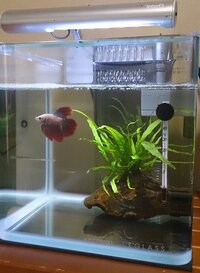 熱帯魚水槽の蓋の隙間は塞いでも良いでしょうか 塞ぐ場合はラッ Yahoo 知恵袋