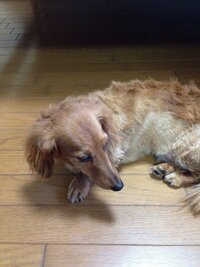 犬 ミニチュアダックス のカットするための よいバリカンを教えて Yahoo 知恵袋