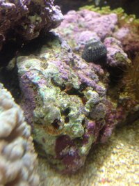 海水魚水槽です ライブロックにいる赤い花みたいなのはなんですか画 Yahoo 知恵袋