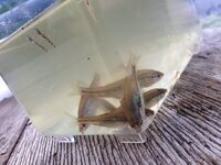 鯉やフナ 雷魚などがいる池で稚魚をとってきたのですが さまざまな Yahoo 知恵袋