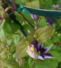 アロエの花が咲きました 咲き終わった後どのように手入れすればよいので Yahoo 知恵袋