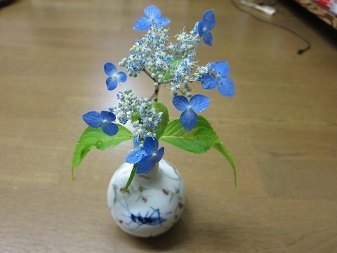 すみませんm(__)mこのガクアジサイの名前を教えて下さい。花弁が