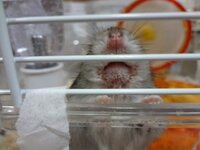 ハムスターを飼って入るのですが ハムスターの鼻に白い物が付いて Yahoo 知恵袋
